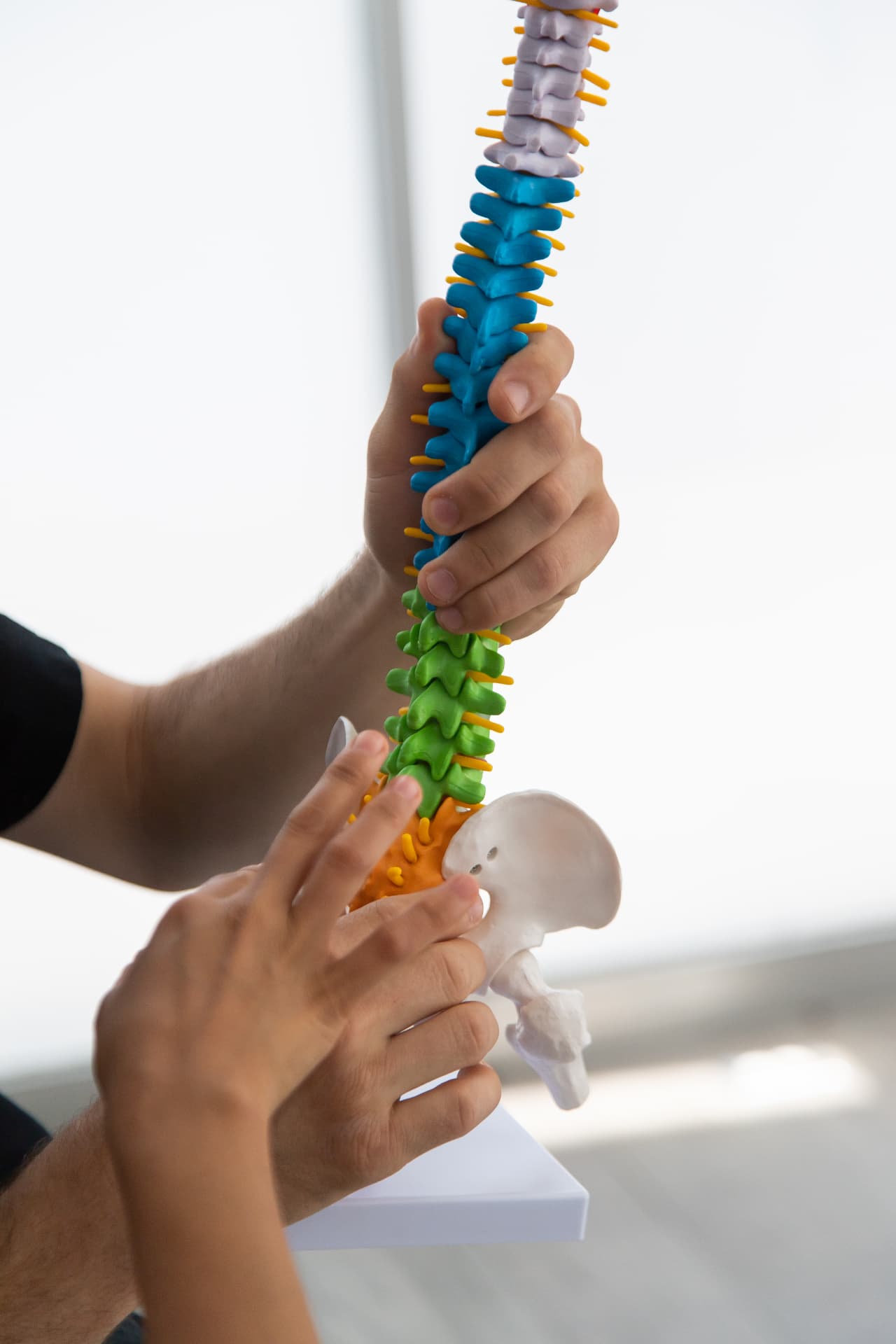 Modelo anatómico de la columna vertebral sostenido en una consulta